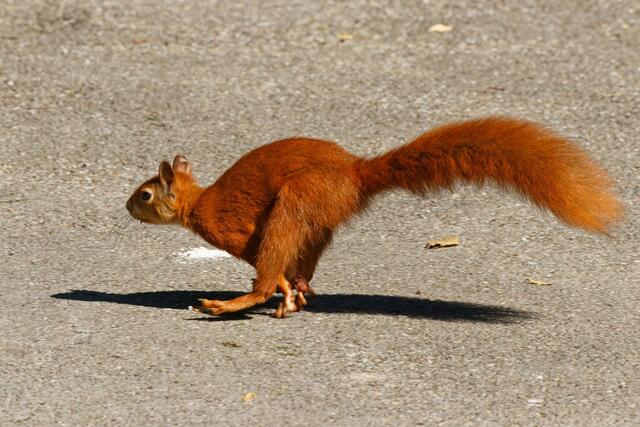 Fast ein Flughörnchen