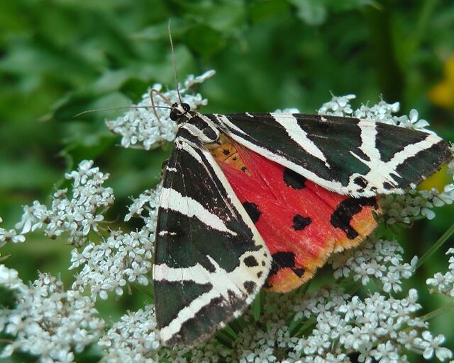 Ruissischer Bär = Spanische Flagge