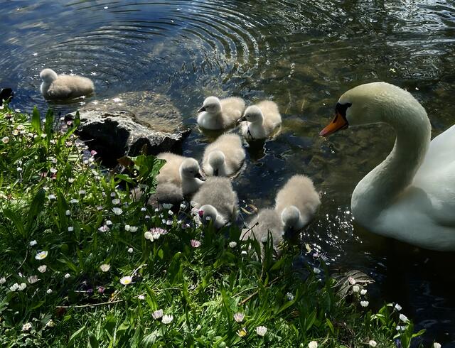 Die Tiere im Pfühlpark geben immer schöne Bildmotive her. | Foto: Moni Bordt
