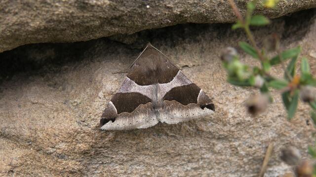 Diese Mahgreb-Linieneule ist ein Neubürger, entdeckt von Martin Feucht unten an einer Weinbergmauer auf der Wanderung