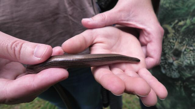 Diese Blindschleiche ruhte sich auf unserem Weg durch den Wald im Gras aus