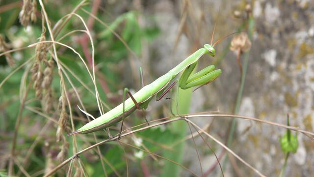Junge Gottesanbeterin, entdeckt durch ein Kind von Dr. A. Baumann in der Nähe des Weinausschanksvom Zweifelsberg