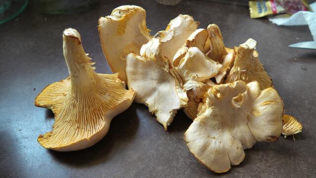 Diese Pfifferlinge hat Martin Feucht auf der Wanderung am 8.8. durch den Wald im Gras auf einem Waldweg im Heuchelberg gefunden.