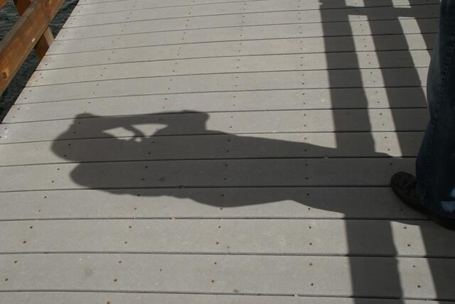 der Filmer