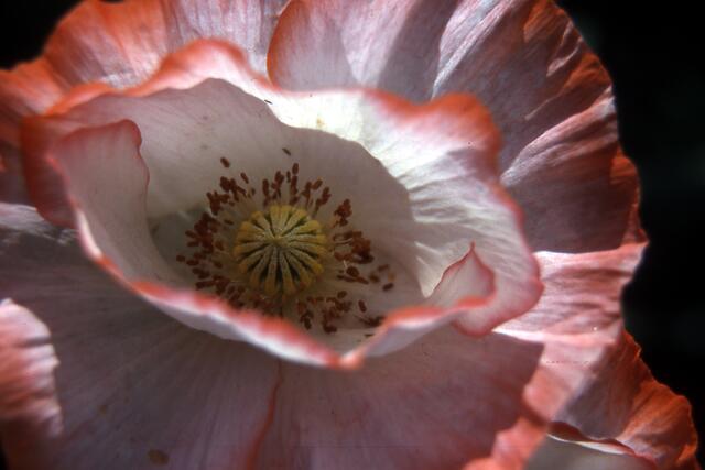 Schatten im Mohn