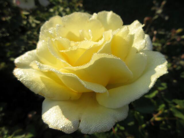 Wie kleine aufgereihte Diamantsplitter liegt der Morgentau auf dieser Rose, die bereits in der Morgensonne steht.