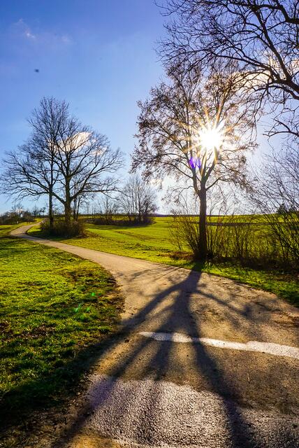 Schatten eines Baumes