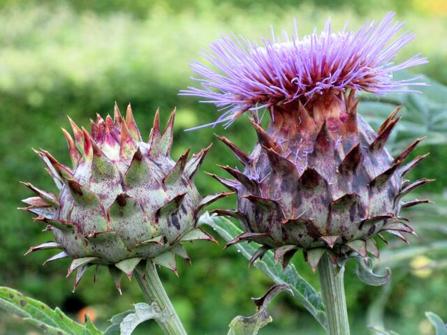 Cardy (Cynara cardunculus), oder Spanische Artischocke oder Kardone in der Gönneranlage weckten das Interesse.