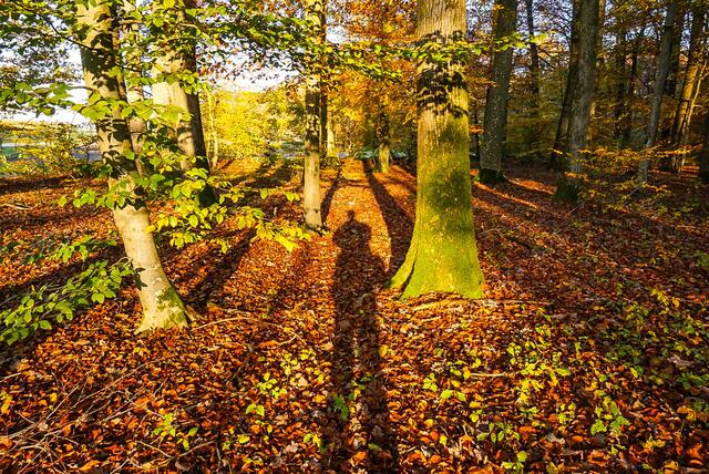 Schatten im Wald