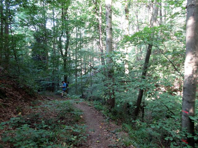 In einem Wald, da boten sich zwei Wege dar, doch wir gingen den, der weniger begangen war. (Unbekannter Verfasser) Wir haben nur ganz wenig Strecke vom vorgegebenen Premiumwanderweg gemacht, weil unsere Neugierde einfach viel zu groß ist, doch der Waldenecksee ist im Landkreis Rastatt und kann deshalb nicht zum Premiumweg zählen.