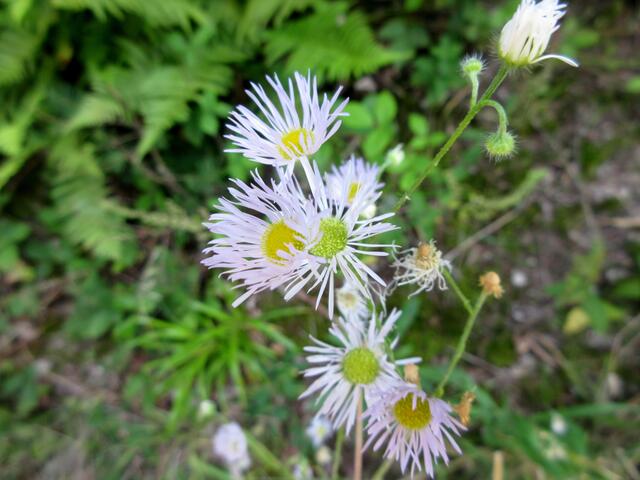 Auf diesem Bild wird offensichtlich, warum das Berufkraut (Erigeron) auch Feinstrahl genannt wird.