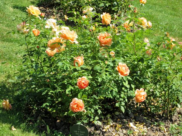 Das ist die Rose, die mir am besten gefallen hat.