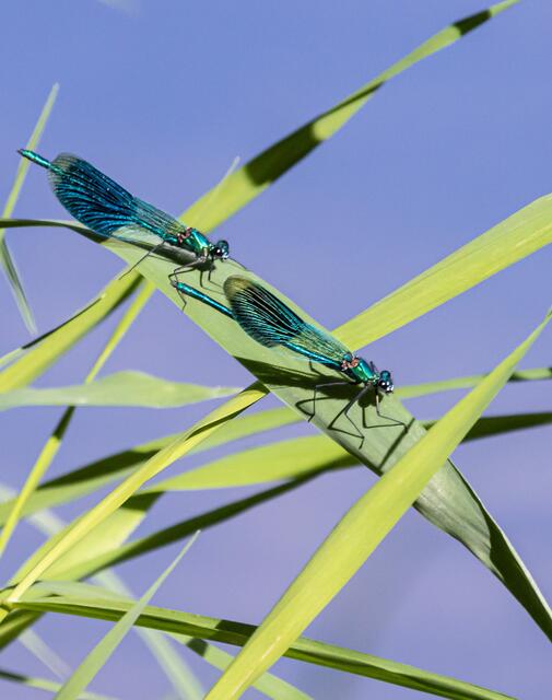 Doppeltes Schattenspiel am Wasser