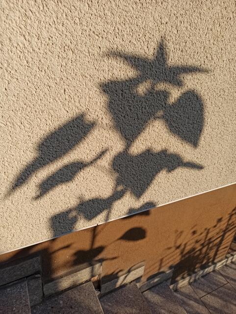 Sonnenblume