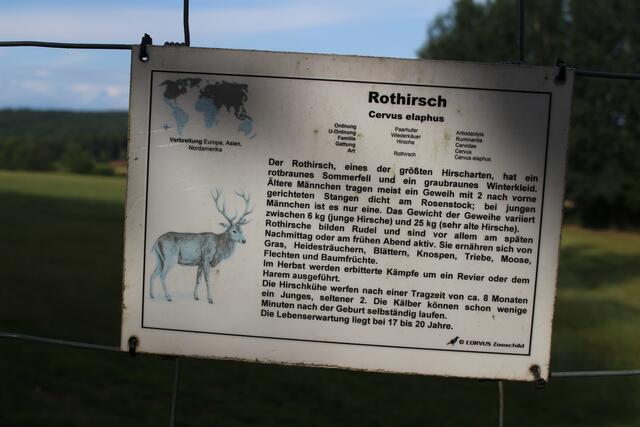 Informationstafel Rothirsch