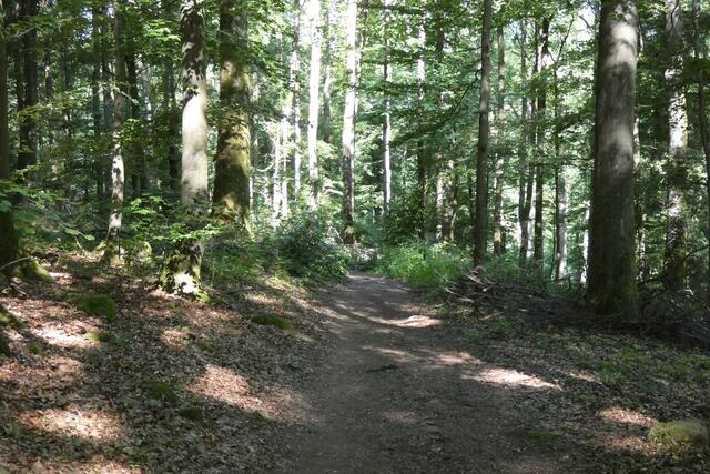 Schattiger Waldweg