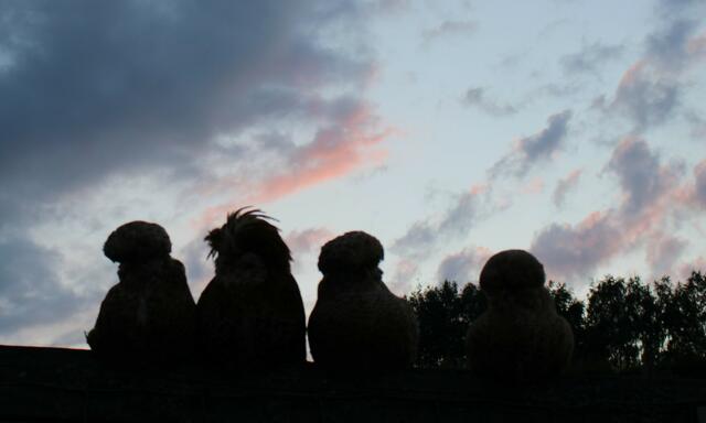 Hühner genießen auch die Abendstimmung