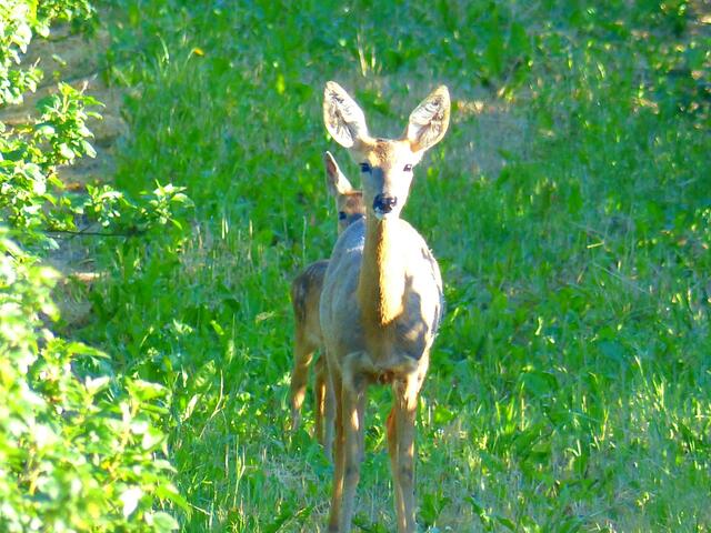 Rehe im Halbschatten