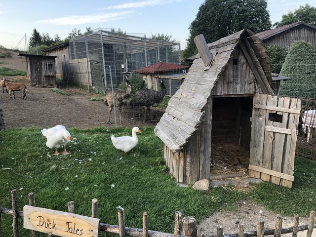 Gänse, Strauße (w), Schafe