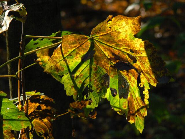 Laubschatten