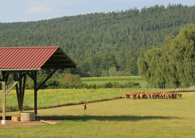 Rothirsche im Gehege