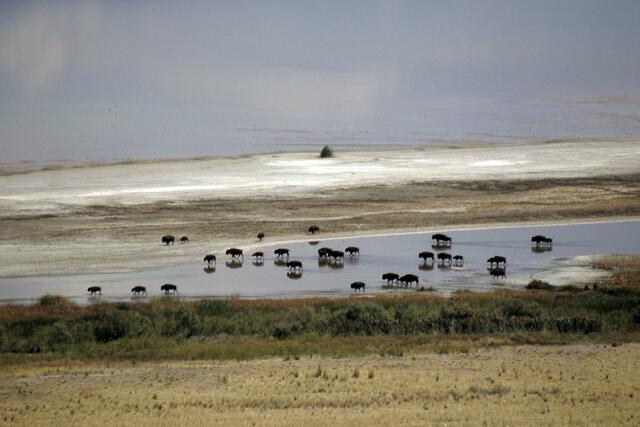 Bisonschatten