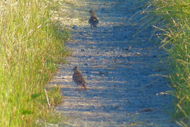 Lerchen im Schatten