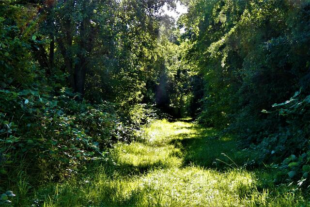 Schattenweg