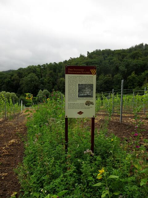 Beim Rastplatz, der keinen Namen hat, steht das Schild der Wein-Tour direkt auf einem angelegten Blühstreifen mitten im Weinberg.