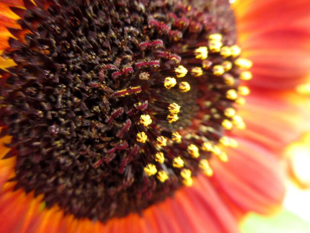 Wie goldene Knöpfe, die Pollen auf den Sonnenblumen.