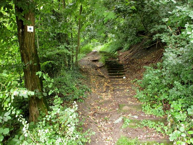 Hinauf zur Reisbergbrücke und zurück in den Stadtwald, wo die Mittwochswanderer hingehören ;-)