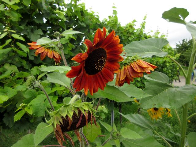 Diese Sonnenblumen haben sowieso eine ganz besondere Färbung.