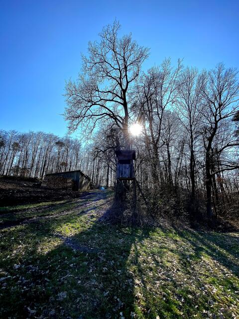 Waldrand in der Wintersonne