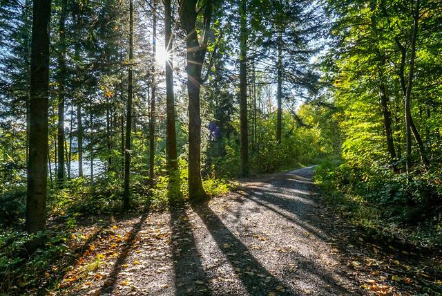 Schattenspiele im Wald