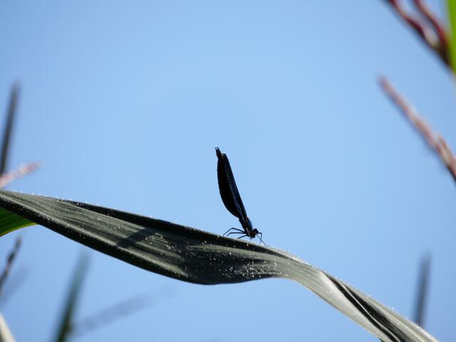 Libellen zwischen Neckar und Auwald | Foto: Aurelia Kling