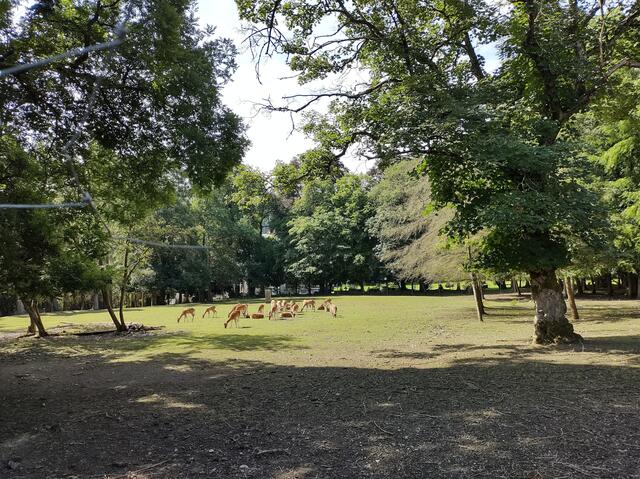 Dammwild bei Assumstadt