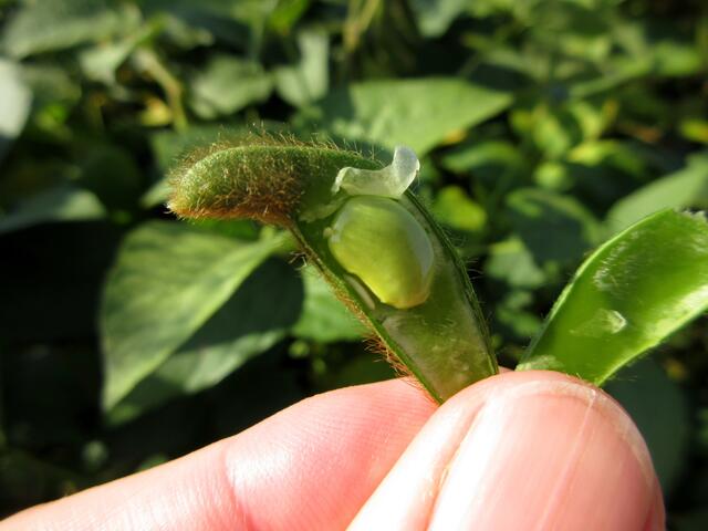 Eine Sojabohne, die werden auch in Horkheim angebaut.