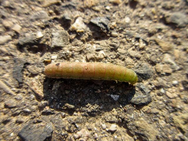 Die Raupe konnte ich nicht genau bestimmen, vielleicht von der Achateule??? Wer es besser weiß, bitte melden, ich gehe mal stark von einem Eulenfalter aus, weil die alle ähnlich aussehen.