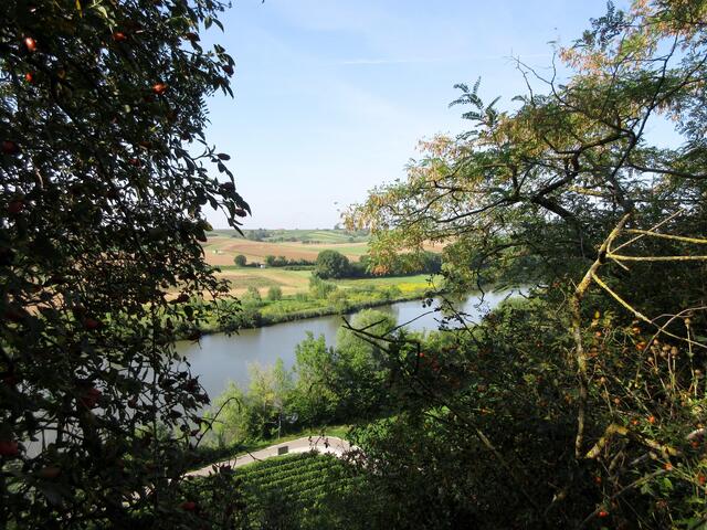 Der Wegrand ist üppig mit Mirabellen, Holunder und Hagebutten bewachsen und gibt doch immer wieder schöne Blicke auf den Neckar frei.