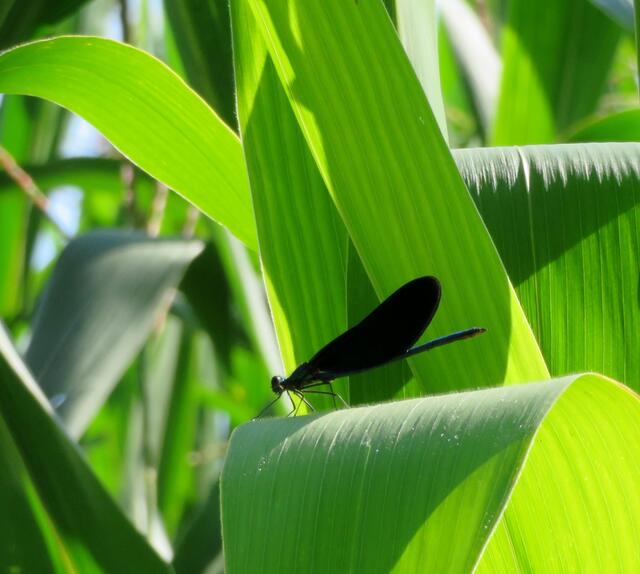 Direkt an den Wald grenzt ein Maisfeld, dort entstand auch dieses Bild von der Blauflügel-Prachtlibelle | Foto: Aurelia Kling