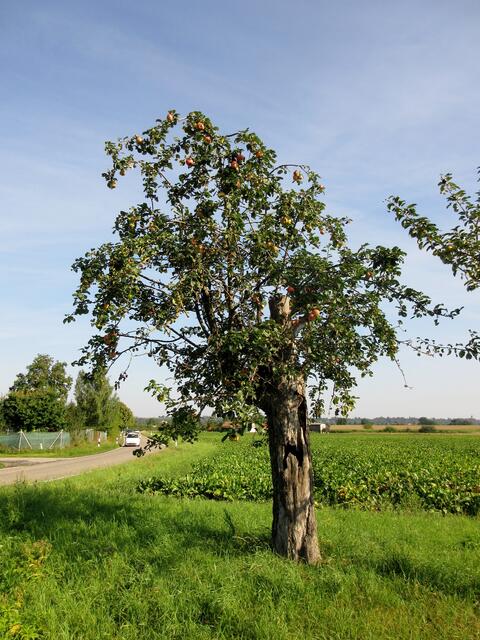 Dieser Apfelbaum begeistert uns immer wieder wenn wir daran vorbei kommen. Er ist innen hohl und trägt doch jedes Jahr noch Früchte. Im Frühjahr hatte ich die Blüten fotografiert.