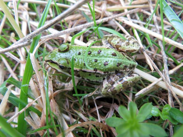 Diesen Wasserfrosch fanden wir auf der Wiese am Altneckar. Für ihn ist es wohl ein glücklicher Umstand, dass das Storchenpaar in diesem Jahr nicht in Horkheim brütete. | Foto: Aurelia Kling