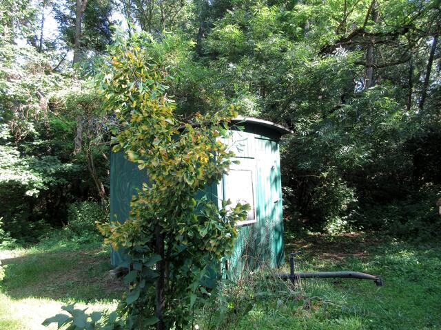 Der Ginkgo scheint etwas zu leiden, oder färbt er sich bereits herbstlich?