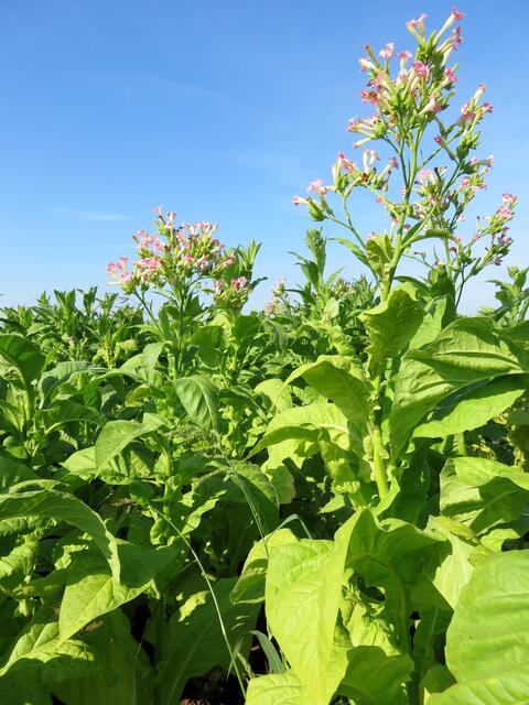 Wir kamen gerade vorbei, als der Tabak geerntet wurde | Foto: Aurelia Kling
