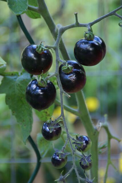 schwarze Tomaten