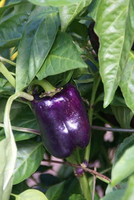 lila Paprika