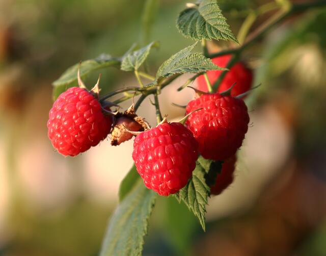 Himbeeren, als Zutaten oder sofort zum Naschen