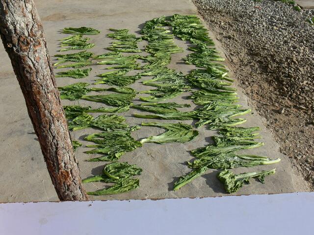Mangold wird getrocknet (Tibet)
