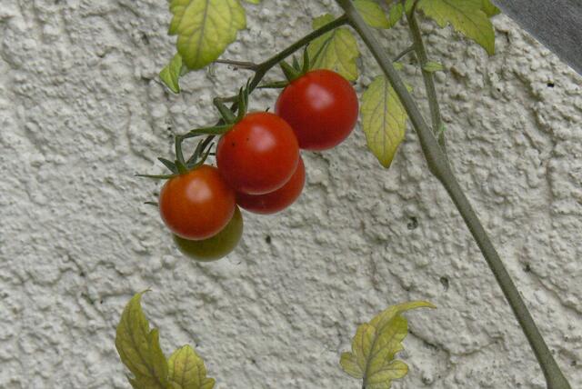 Endlich daheim: Leckere Tomaten