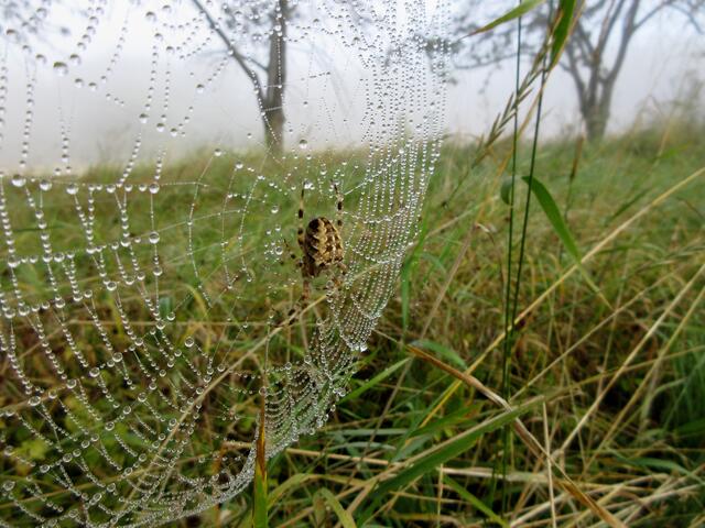 Tautropfen auf dem Spinnennetz. Ja die Nächte sind schon recht kalt.
